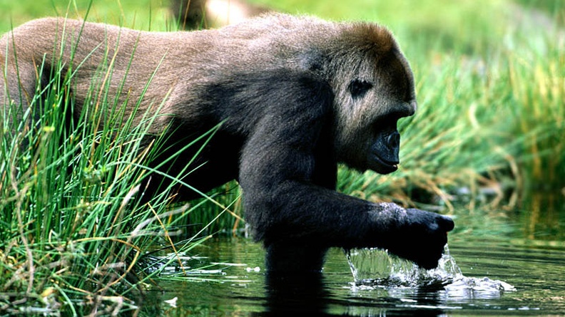 Spring Break, Gorilla